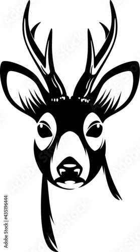 buck deer head photo
