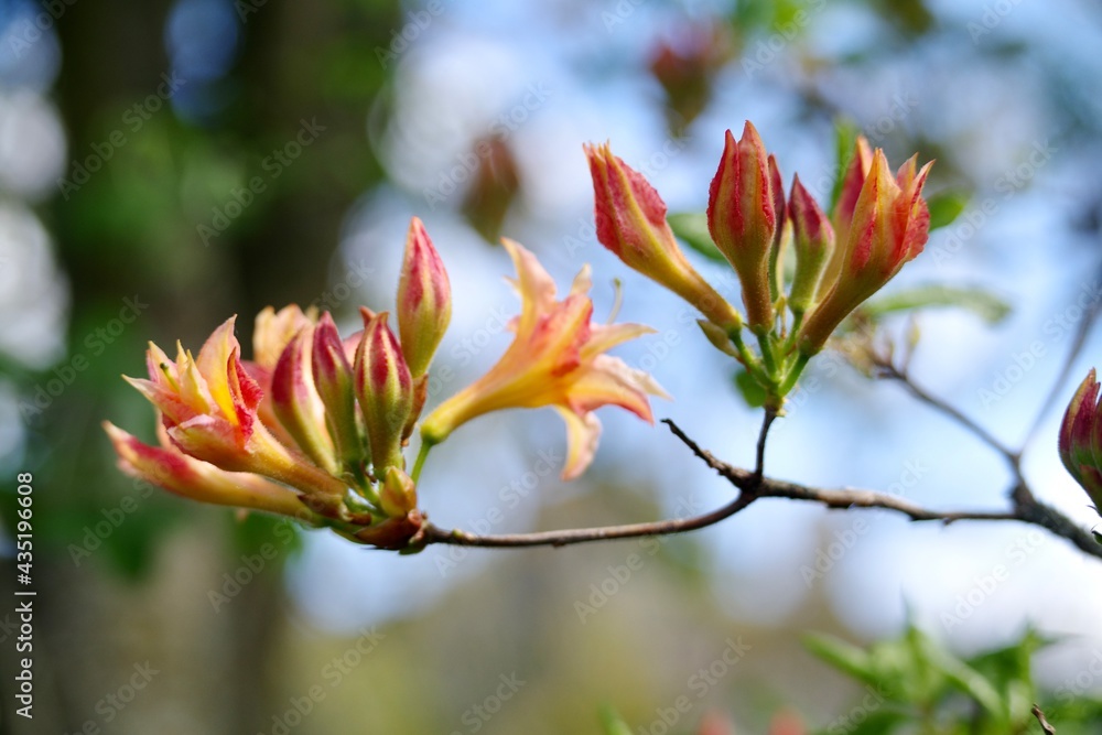 Azaleenblüten Azaleenblüten
