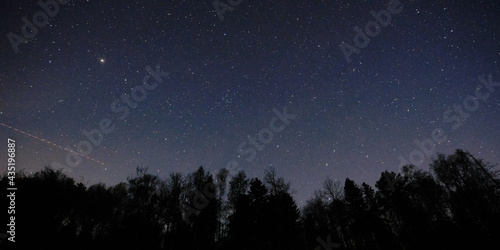 Black silhouettes of coniferous trees, starry sky, shooting stars.