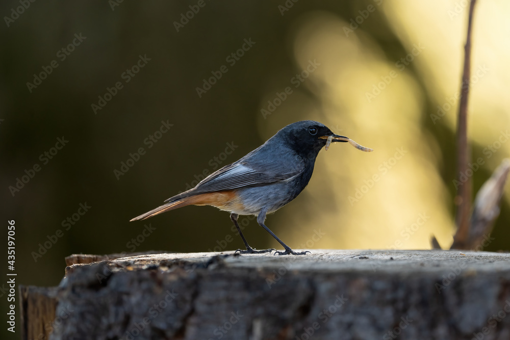 Obraz premium Ein Hausrotschwanz mit einen Wurm im Schnabel mit Blickrichtung Rechts