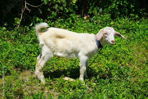 Goat standing on the green grasses in Okinawa, Japan - 白いヤギ 沖縄 日本 