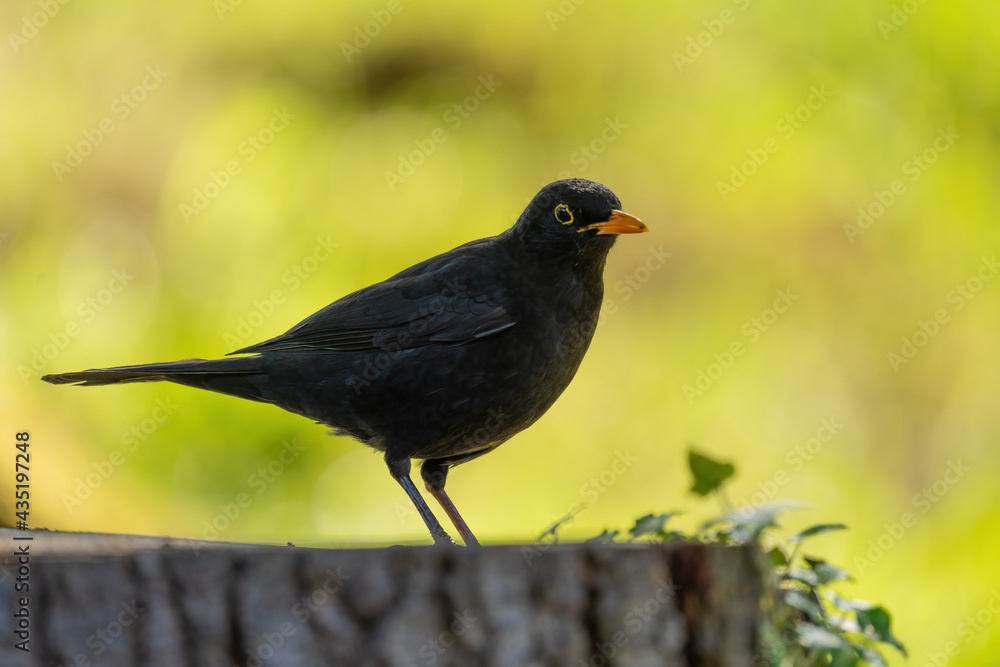 Eine Amsel steht auf einen Baumstamm und schaut zum Betrachter Eine Amsel steht auf einen Baumstamm und schaut zum Betrachter