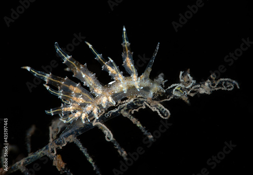 Eubranchus virginalis - nudibranch (sea slug) laying eggs on a hydroid. Underwater macro world of Tulamben, Bali, Indonesia.