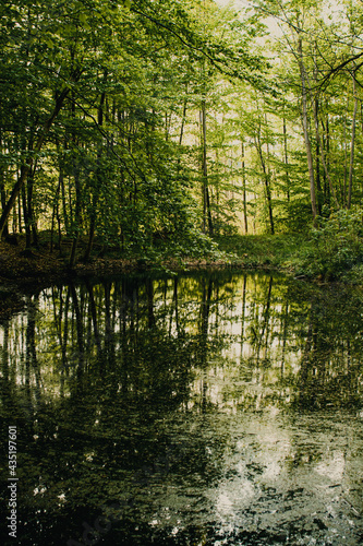 Fresh green spring nature in the forest. Beautiful natural nature scene of a dreamy forest with spring bright light.