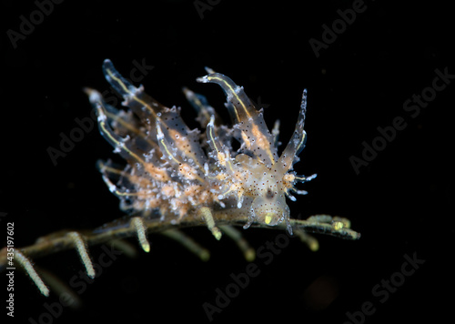 Eubranchus virginalis - nudibranch (sea slug) laying eggs on a hydroid. Underwater macro world of Tulamben, Bali, Indonesia.