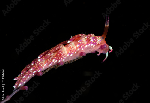 Trinchesia sp. - nudibranch (sea slug) feeding on a hydroid. Underwater macro world of Tulamben, Bali, Indonesia. photo