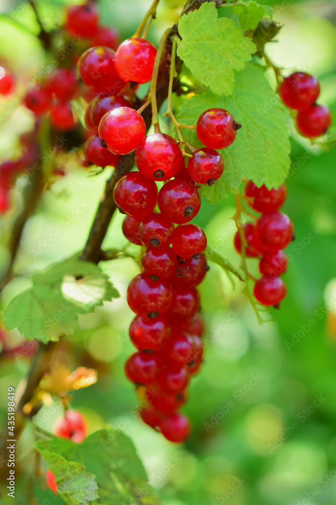 Red currant on a branch with green leaves. Close-up of the berry.