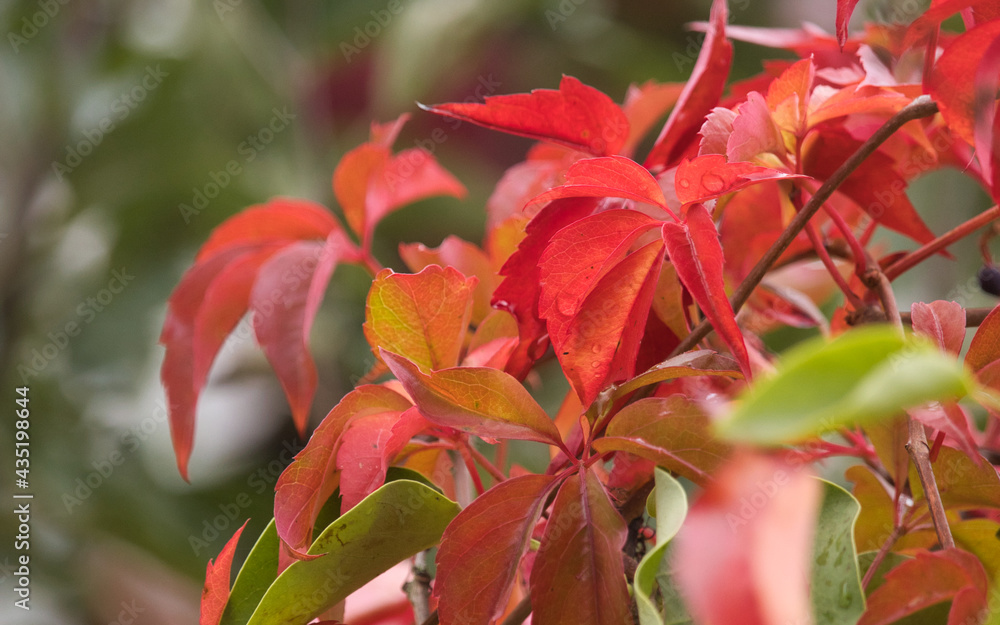 Vibrant, colorful red leaves on a branch on a rainy fall day in Germany. Vibrant, colorful red leaves on a branch on a rainy fall day in Germany.