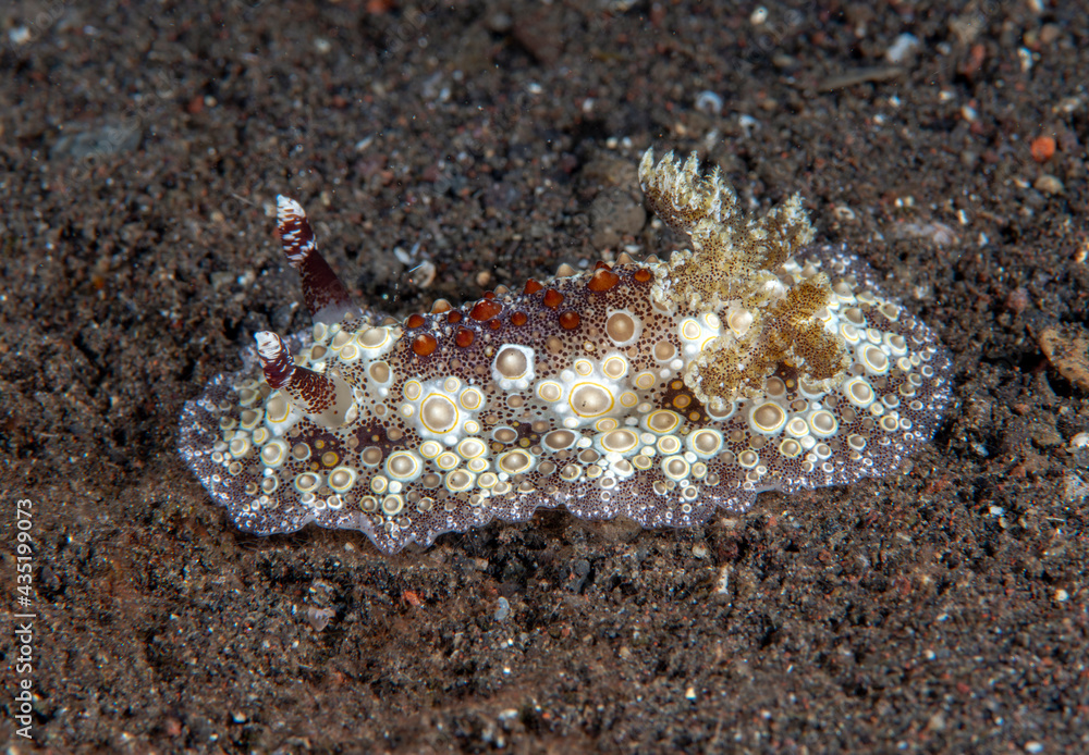 Carminodoris estrelyado - nudibranch (sea slug) on the seabed. Underwater macro world of Tulamben, Bali, Indonesia. Carminodoris estrelyado - nudibranch (sea slug) on the seabed. Underwater macro world of Tulamben, Bali, Indonesia.