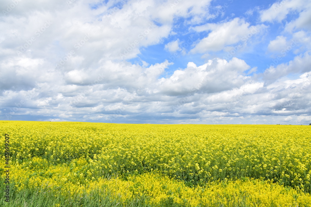 Fototapeta premium Pola rzepaków, łąki, kwiaty, zieleń, żółte łany na polach Dolnego Śląska, 