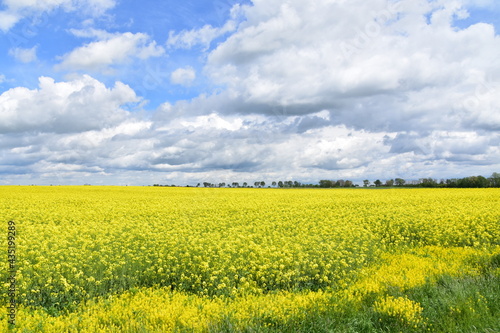 Pola rzepaków, łąki, kwiaty, zieleń, żółte łany na polach Dolnego Śląska, 