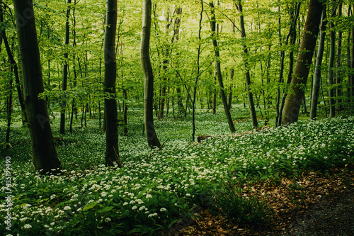 Beautiful spring flowers of wild garlic plants in the fresh greens forest
