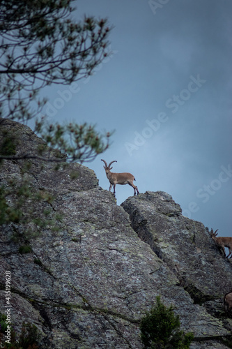 An Adult Male Goat between rocks.