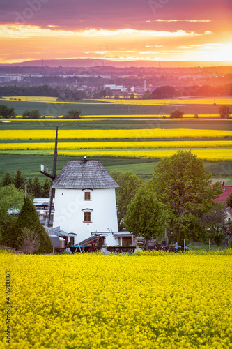 Spring rural landscape with blooming rapeseed fields and old mill at sunset in Lower Silesia, Poland