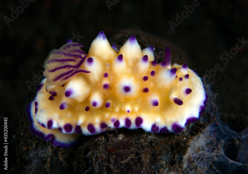 Nudibranch (sea slug) - Mexichromis multituberculata feeding on a sponge. Underwater macro world of Tulamben, Bali, Indonesia.  © diveivanov
