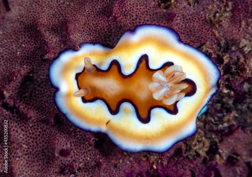 Goniobranchus coi - nudibranch (sea slug) feeding on a sponge. Underwater macro world of Tulamben, Bali, Indonesia. 
