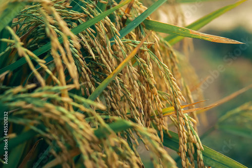 Closeup of growing rice in the paddy field