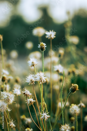 daisies in the meadow