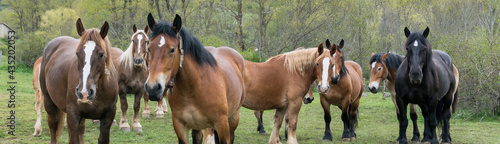 close-up of a group of wild horses in the mountain photo