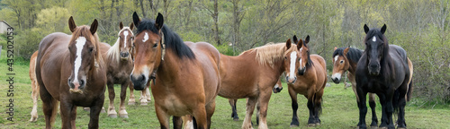 Obraz na plátně close-up of a group of wild horses in the mountain