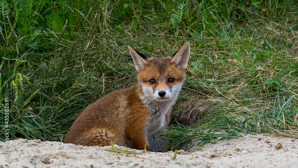 Ein Jungfuchs schaut neugierig aus seinem Bau