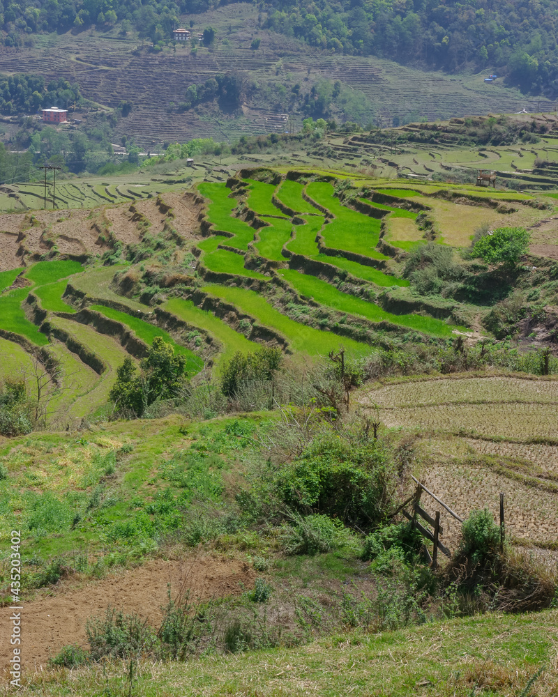 Scenic landscape view of the rice terraces near Lobesa, Bhutan