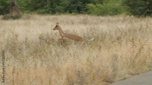 Impala Antelope in Nature Evironment, South Africa