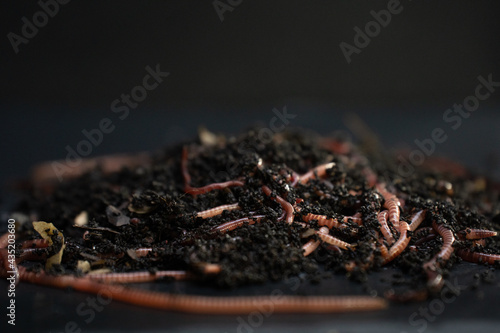 Red earth worms used in vermicomposting and as fishing bait