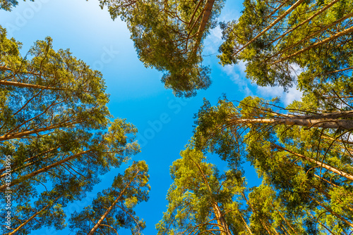 Bilde på lerret Spring in a pine forest