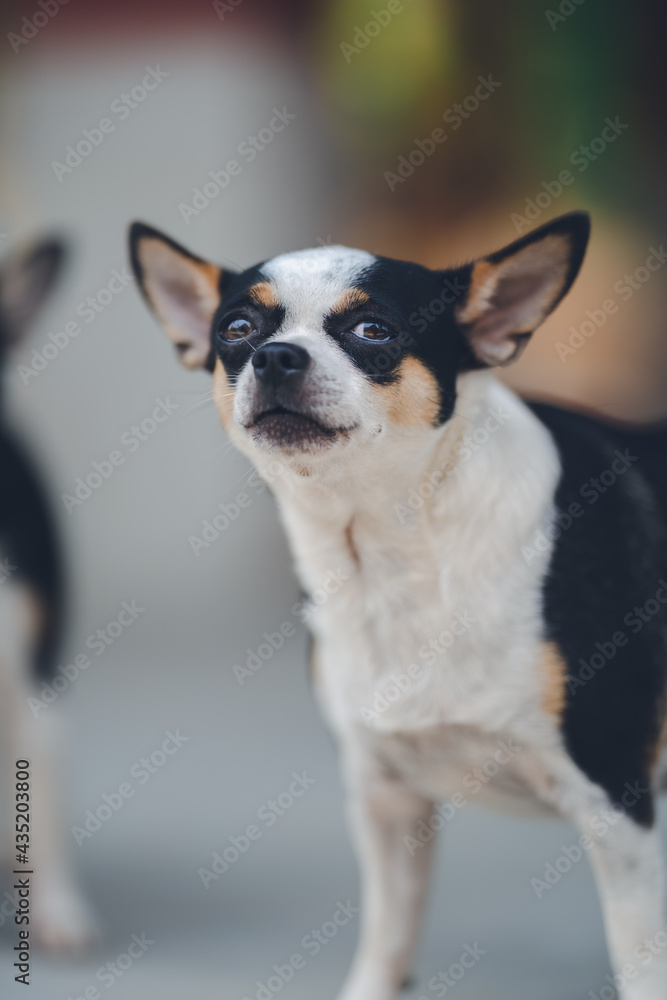 Tiny Chihuahua dog is standing on a surface. Indoor natural light shot