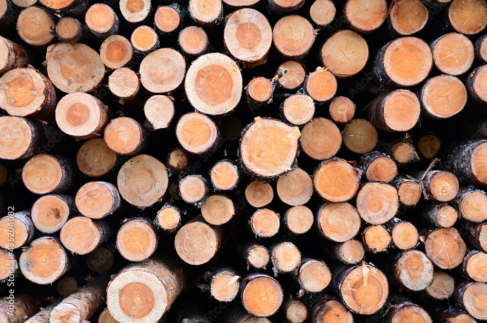 The ends of cut and stacked pine logs at a logging base The ends of cut and stacked pine logs at a logging base