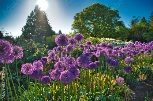Persian Blue Alliums blooming in the garden.  Vancouver BC Canada
