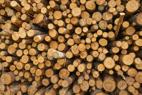 Close up of chopped and stacked a wood  forest