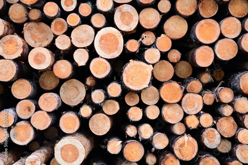 The ends of cut and stacked pine logs at a logging base