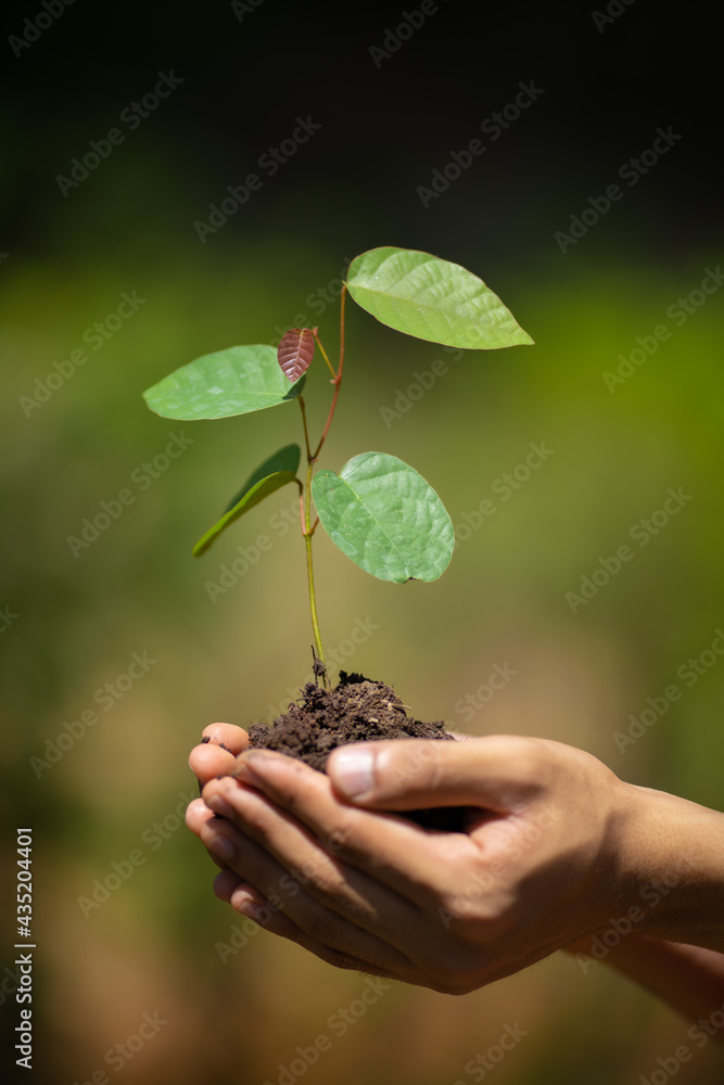 People holding young plant in hands against green spring background. Earth day ecology holiday concept. People holding young plant in hands against green spring background. Earth day ecology holiday concept.