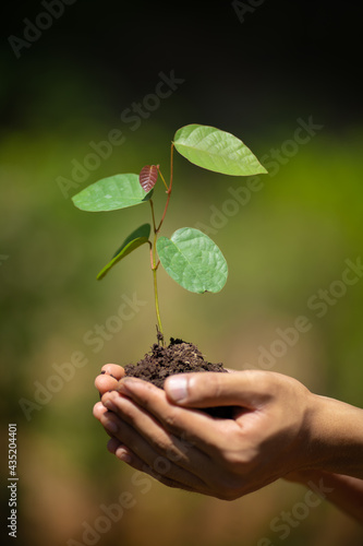 People holding young plant in hands against green spring background. Earth day ecology holiday concept.
