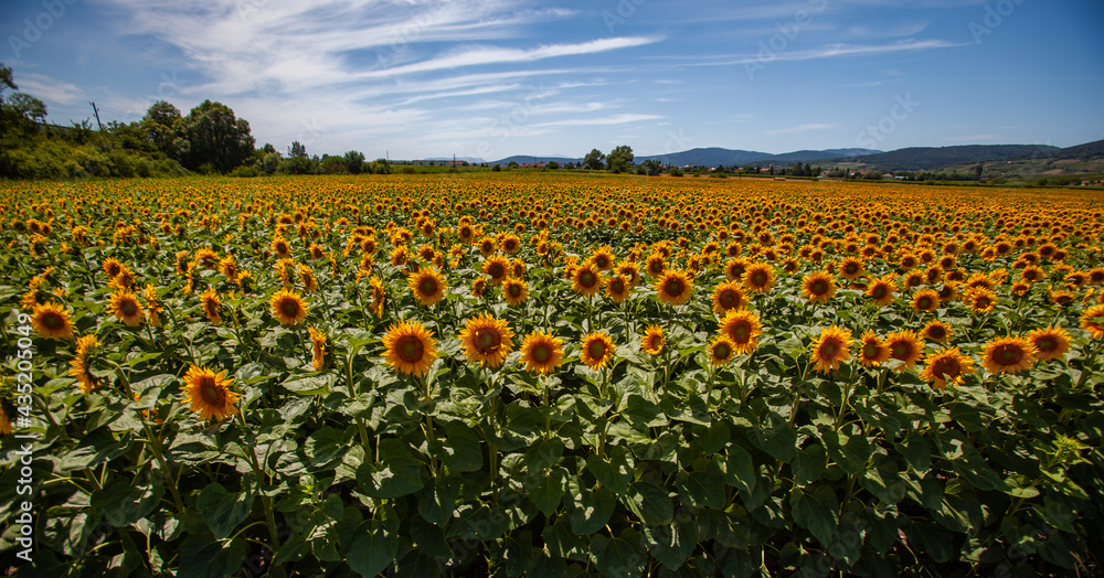 Fototapeta premium summer field of sunflowers