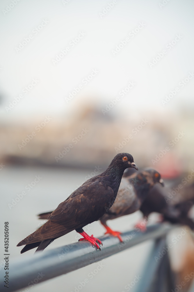 Obraz premium Pigeon birds standing together with friends.Pigeons sitting.Isolated pigeons.Group of birds.Group of pigeons and the dove.Bird couple.