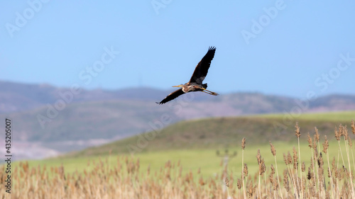 Flying heron. Purple Heron. Lake nature habitat background. Bird: Purple Heron. 