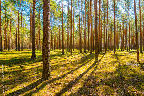 Fototapeta Naklejka Na Ścianę i Meble -  Sunlight passes through the pine trees in the spring forest