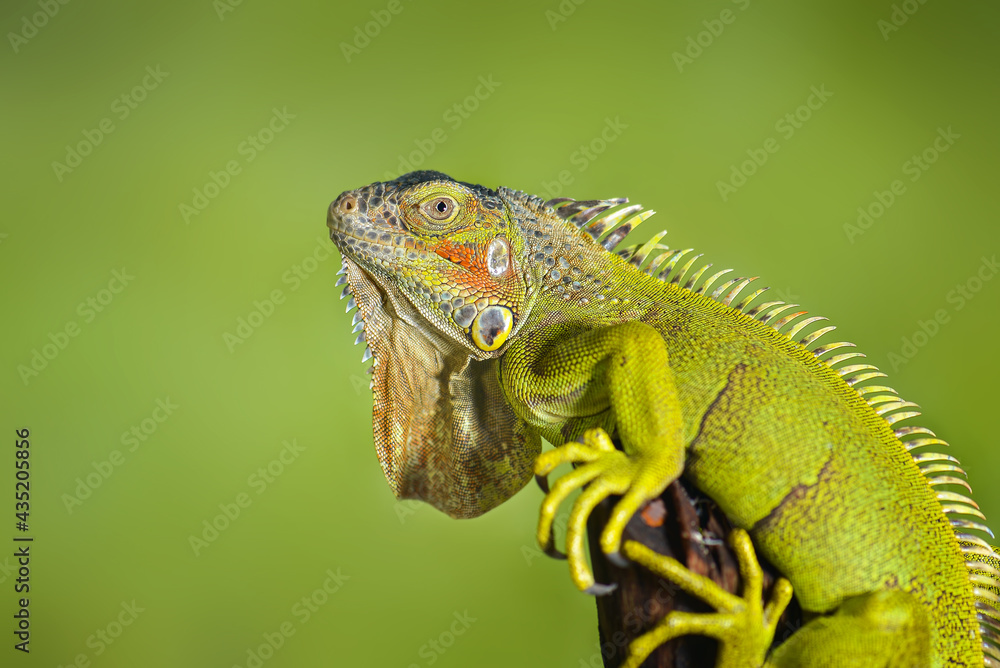 Naklejka premium green iguana on a branch