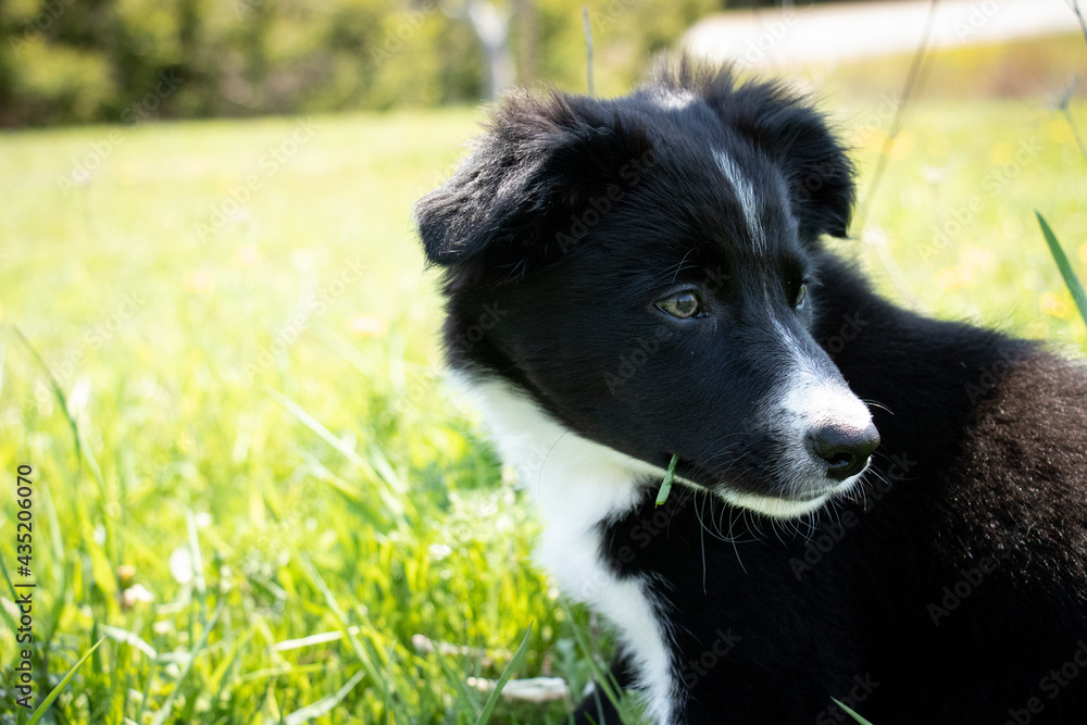Closeup Shot of Black and White Border Collie Female Puppy With a Blade of Grass in Her Mouth Looking Over Her Shoulder