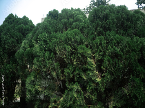 Cypress Tree branch closeup image on sunny day © IQRAMULSHANTO