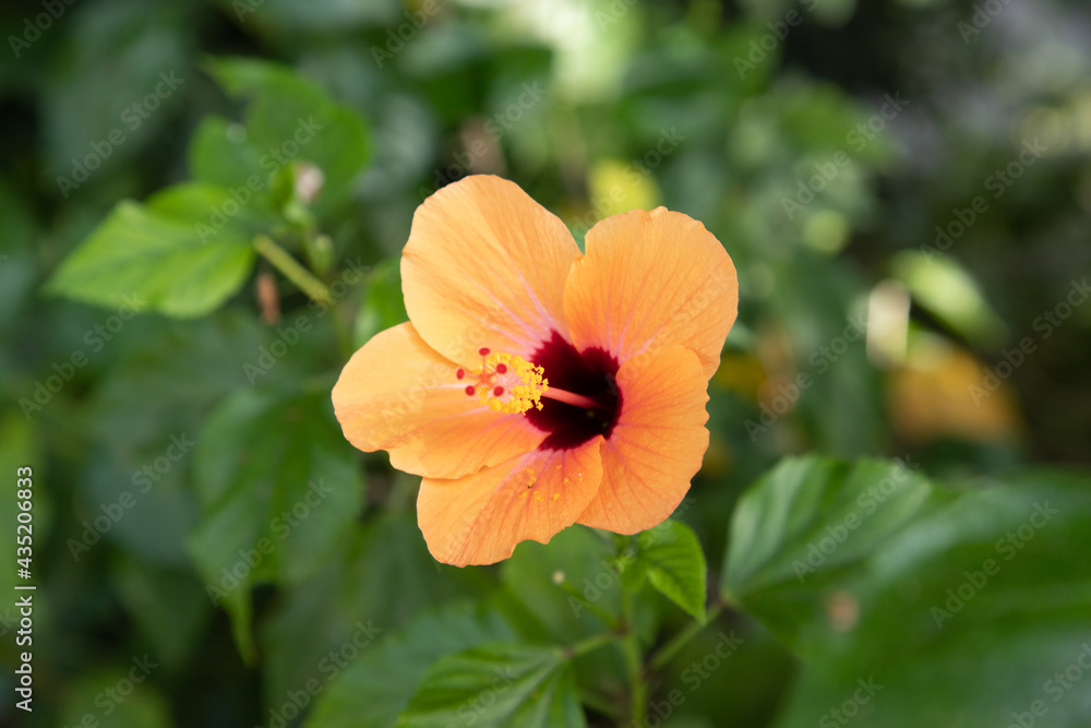 hibiscus jaune hibiscus jaune