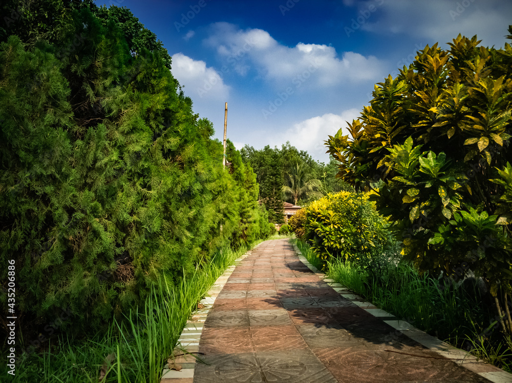 Fototapeta premium Path passing though Cypress Tree branch on sunny day with blue cloudy sky