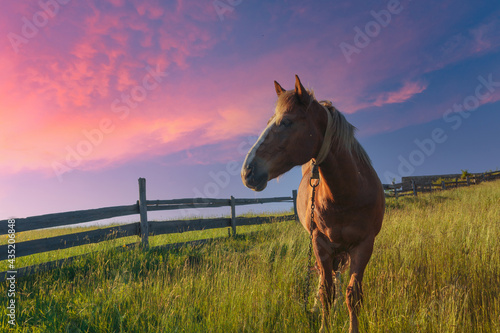 The brown horse on a mountain summer pasture in front of a wooden hedge under beautiful colorful clouds.