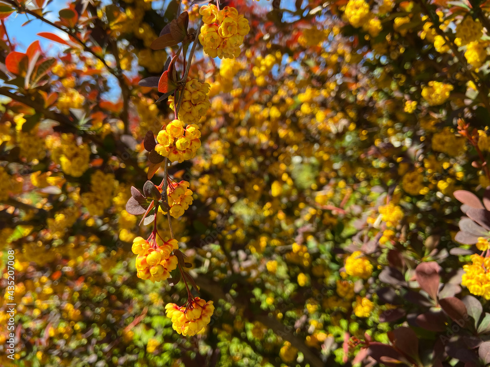 many berberis thunbergii or atropurpurea blooming many berberis thunbergii or atropurpurea blooming