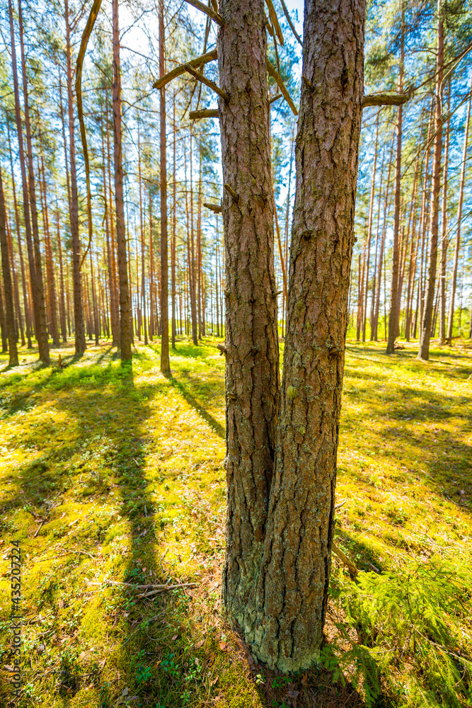 Obraz premium Two pine trees in a pine forest. Focus on tree trunk