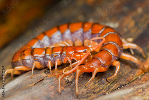 Billede på lærred centipedes on wood
