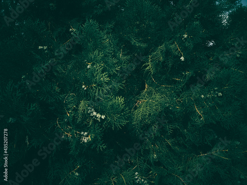 Cypress Tree branch closeup image on sunny day dark moody effect